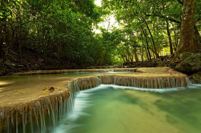 Scenic view of river amidst trees in forest