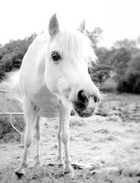 Close-up of horse standing on field against sky