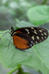 Butterfly on leaf