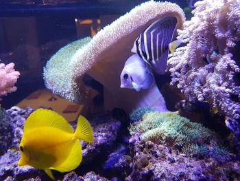 Close-up of fish swimming in aquarium