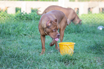 Dog playing on field