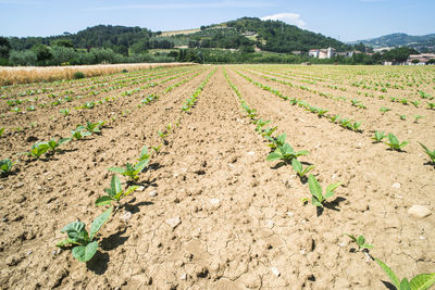 Scenic view of agricultural field against sky