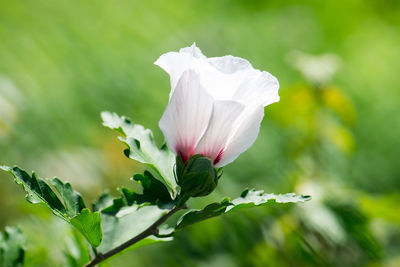 Close-up of white flowering plant