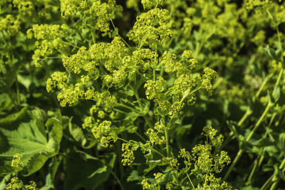 Closeup view of blooming yellow flowers on green nature background