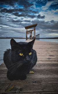 Portrait of a cat sitting on wood against sea