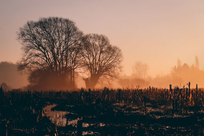 Silhouette bare trees on field against sky during sunset