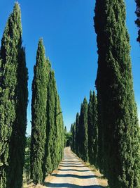 Trees against clear blue sky