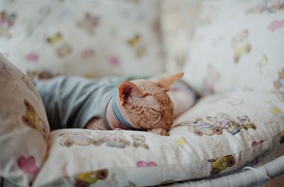 Cat sleeping on bed at home