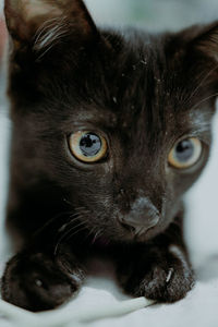 Close-up portrait of cat