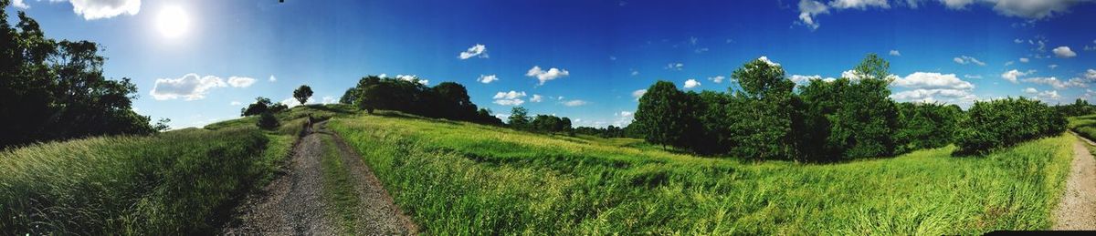 Trees on grassy field