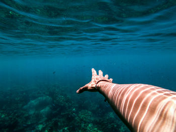 View of fish swimming in sea