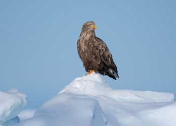 Bird perching on snow against clear sky