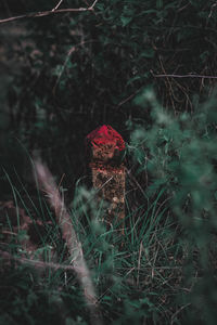 Close-up of mushroom growing on field