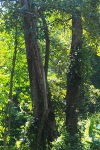 Trees in forest