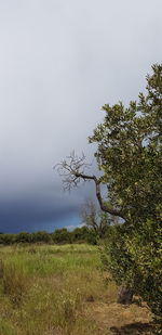 Scenic view of field against clear sky