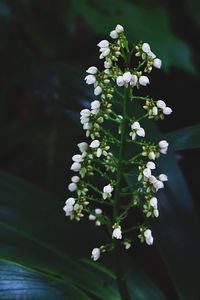 Close-up of white flowering plant