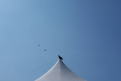 Low angle view of bird flying against clear blue sky