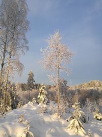 Snow covered land and trees against sky