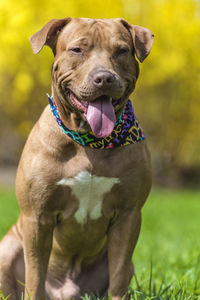 Portrait of dog on field