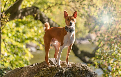 Portrait of dog standing on rock against trees
