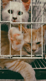 Close-up of cats in cage
