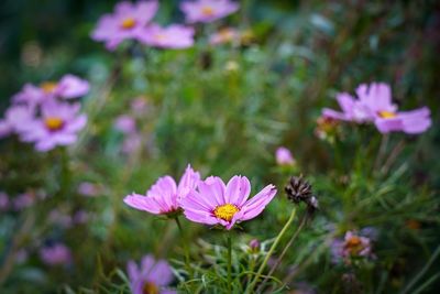 Close-up of white daisy flowers