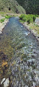 Scenic view of river flowing through forest