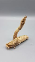 Close-up of lizard on white background