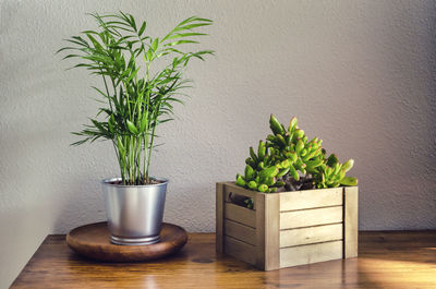 Potted plant on table at home