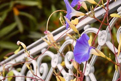 Close-up of purple flowering plants