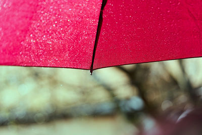 Close-up of wet pink umbrella during rainy season
