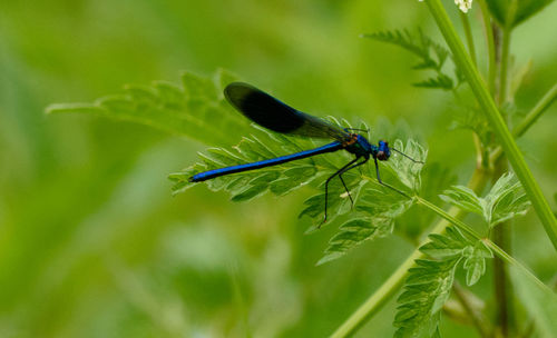 Close-up of insect on plant