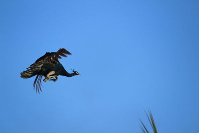 Indian female peacock is flying from the tree and blue sky on the background. 