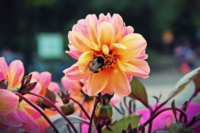 Close-up of bee on flower against blurred background