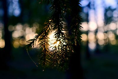 Close-up of plant in tree