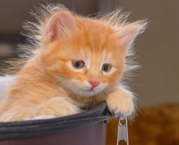 Close-up portrait of kitten