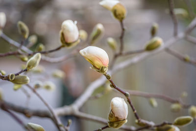 Close-up of white flowers on branch