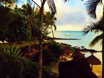 Palm trees on beach