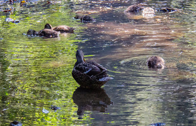 View of ducks swimming in lake