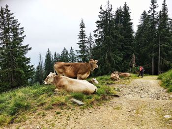 Cows on landscape against sky