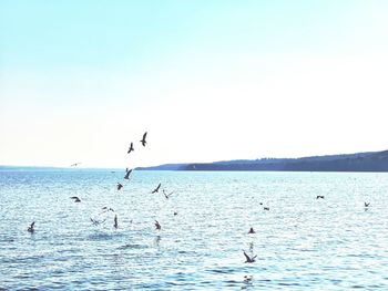 Birds flying over sea