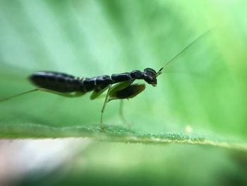 Close-up of insect on leaf