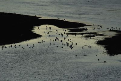 High angle view of silhouette birds in sea