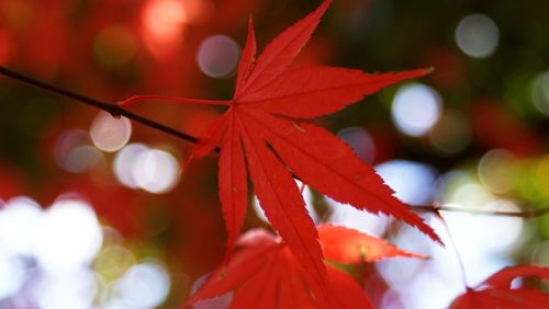 Close-up of maple tree during autumn