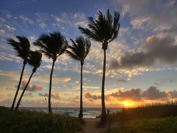 View of palm trees on calm beach at sunset