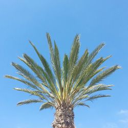 Low angle view of trees against clear blue sky