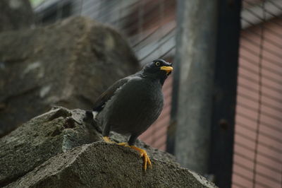 Close-up of bird perching on a rock