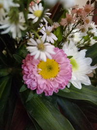 Close-up of flowers blooming outdoors