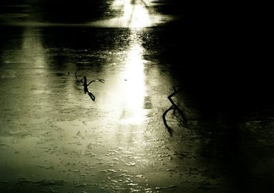 Reflection of trees in water