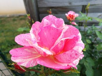 Close-up of pink flower blooming outdoors